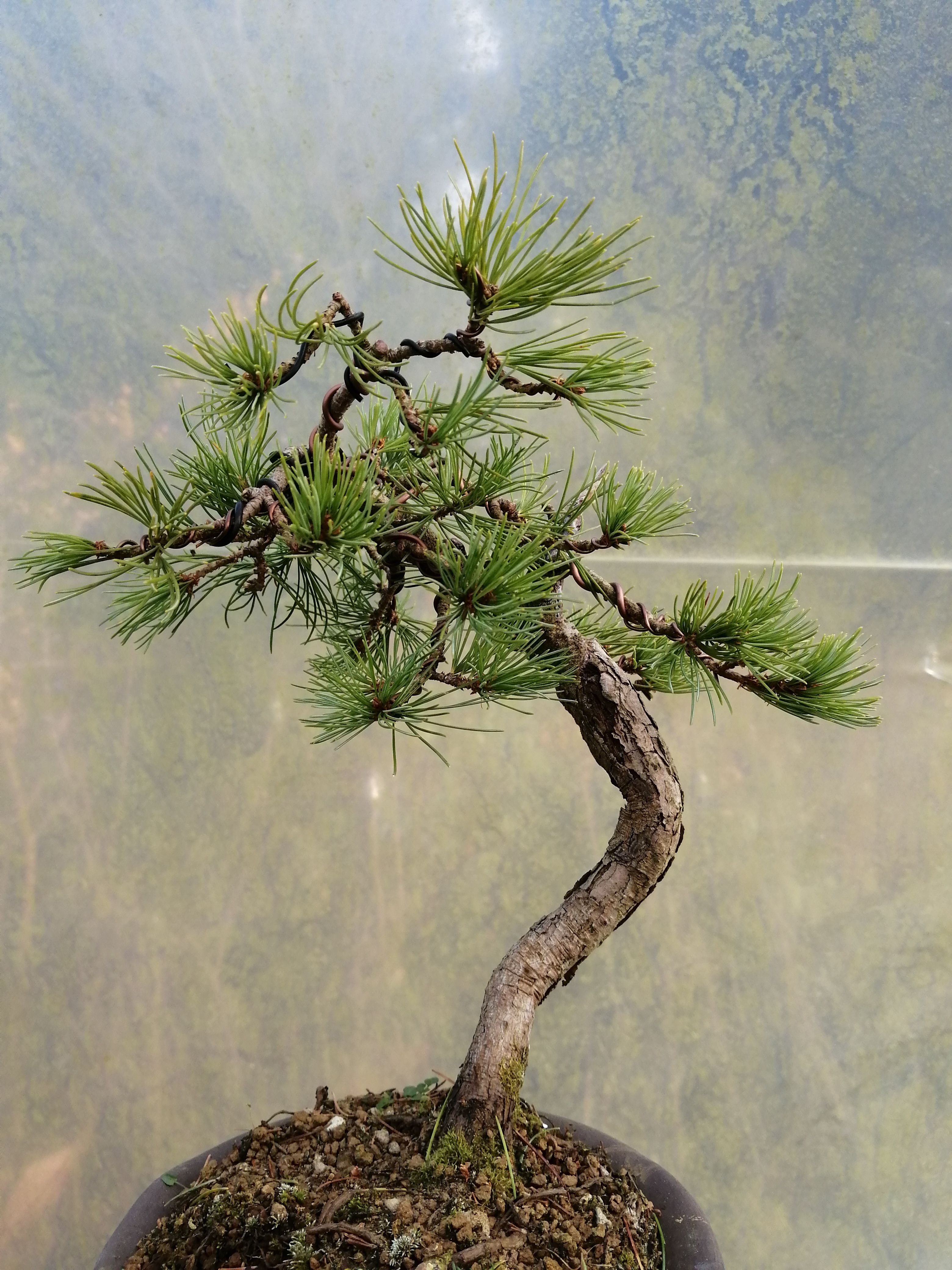 Japanese White Pine Bonsai Tree (39) Shoka Bonsai