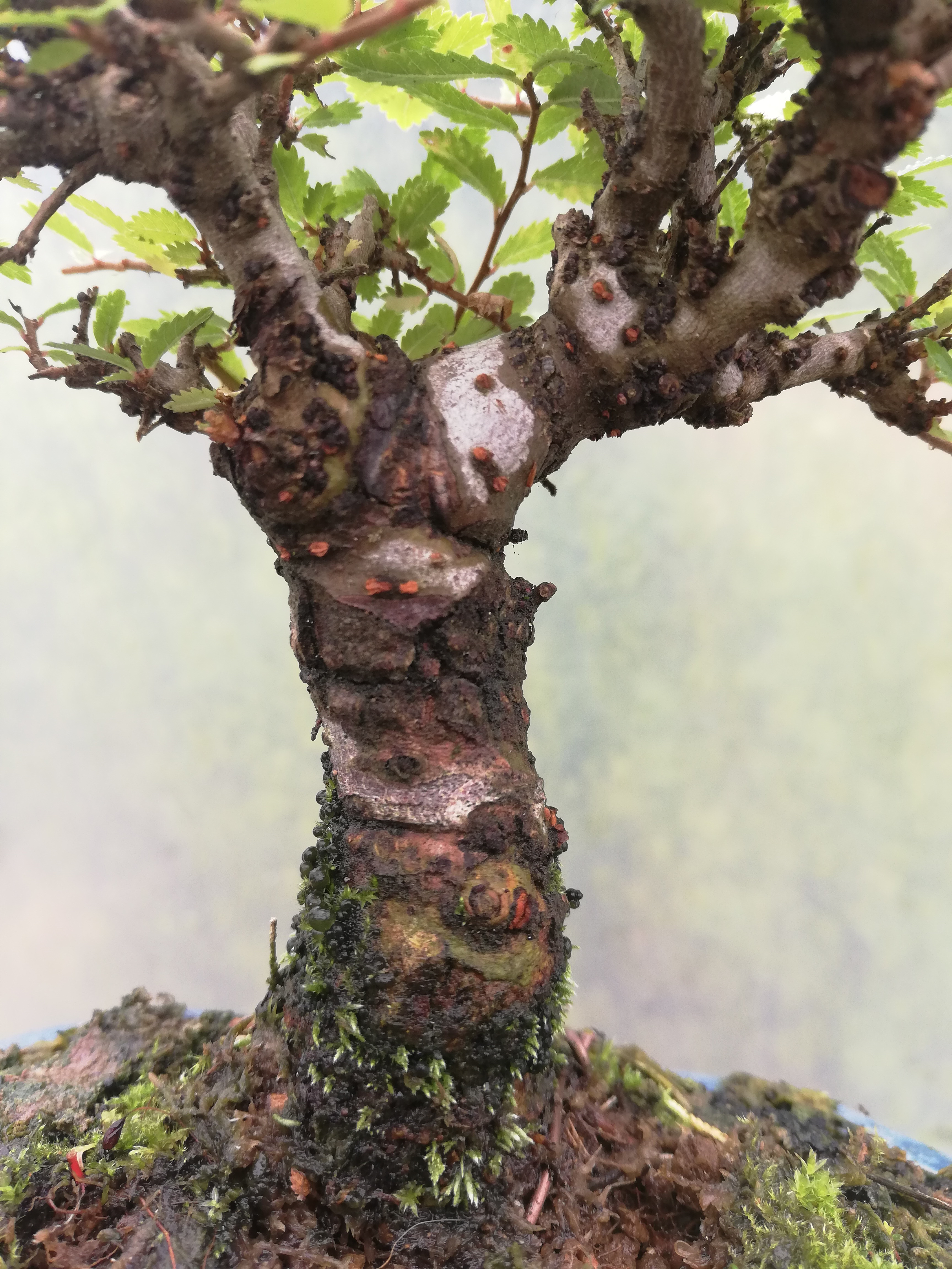Shohin Cork Bark Elm Bonsai Tree (1) Shoka Bonsai