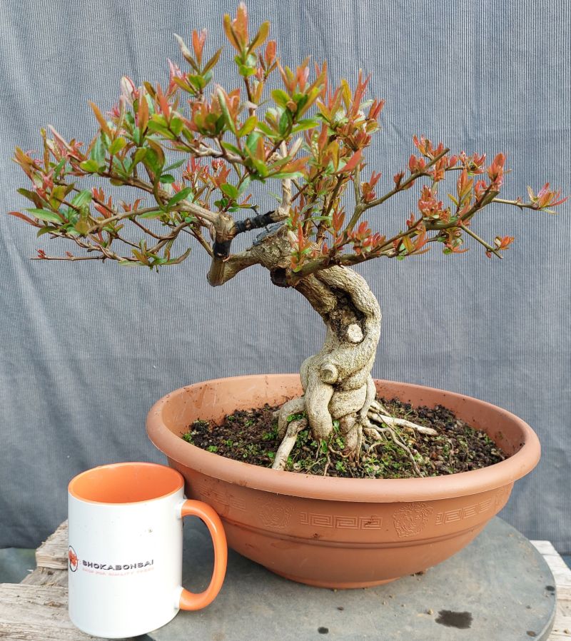 Beautiful Large Pomegranate Bonsai Tree  Shoka Bonsai