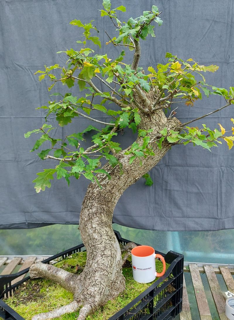 indoor eucalyptus plant for sale Garden Eucalyptus Tree | 24