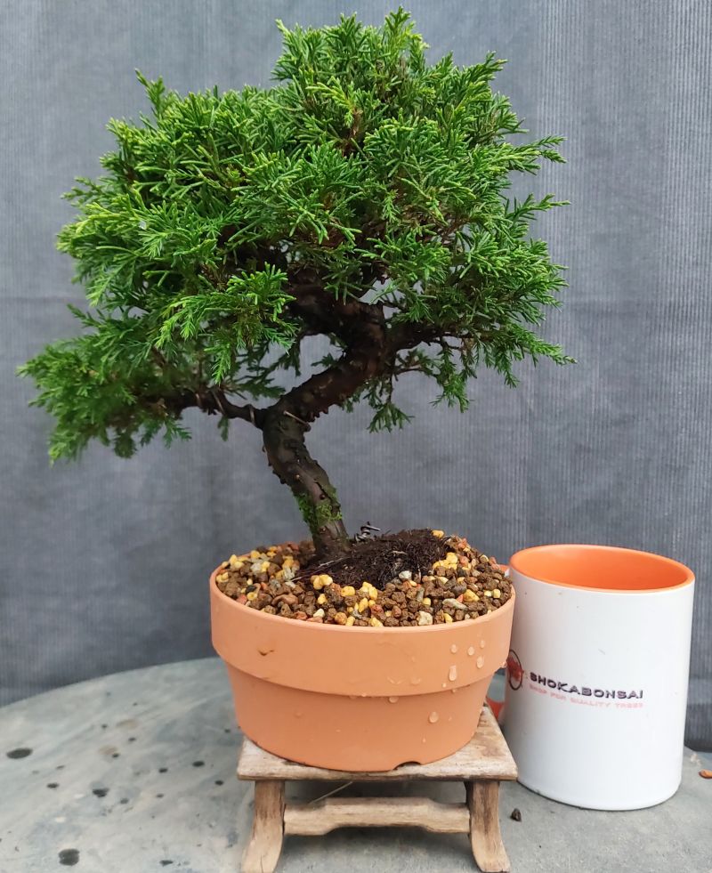 Shohin Juniper Itoigawa Bonsai material  Shoka Bonsai
